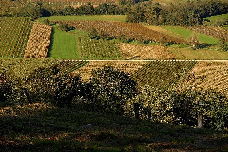 Vipava, ne rajski vrt, ampak puščava