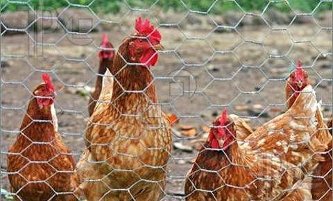 480x290_Chickens-Behind-Wire-Fence-1214732