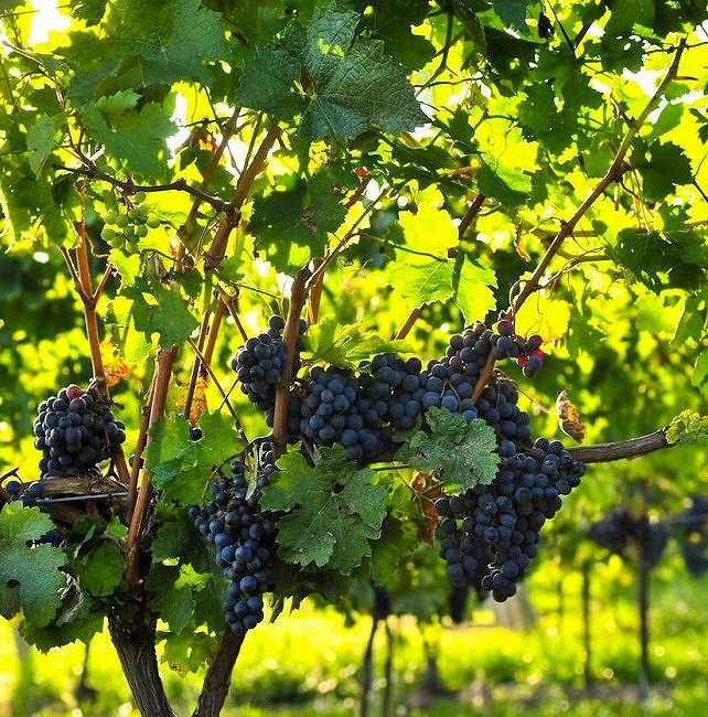 Pogovore o usodi Agroinda znova preložili 