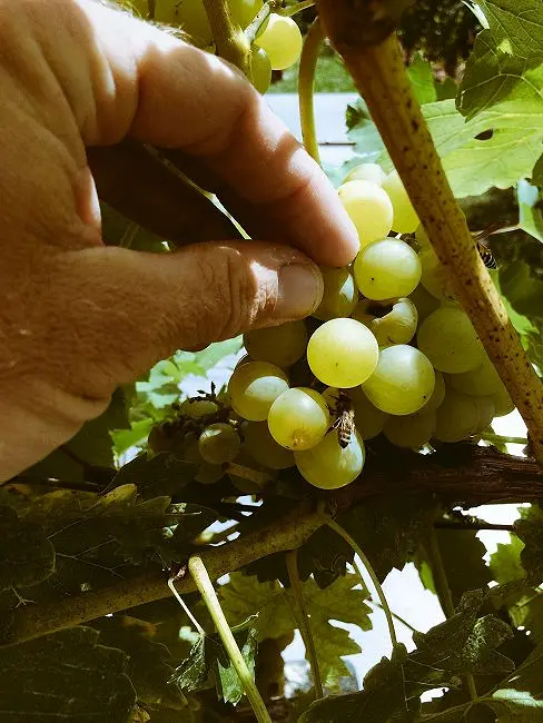 Zaposleni v Agroindu si želijo ureditve razmer 