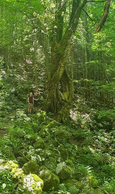 Kolumna: Trnovska planota 