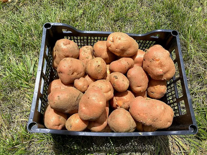 Dobrodelno pobiranje krompirja v Dolgi Poljani
