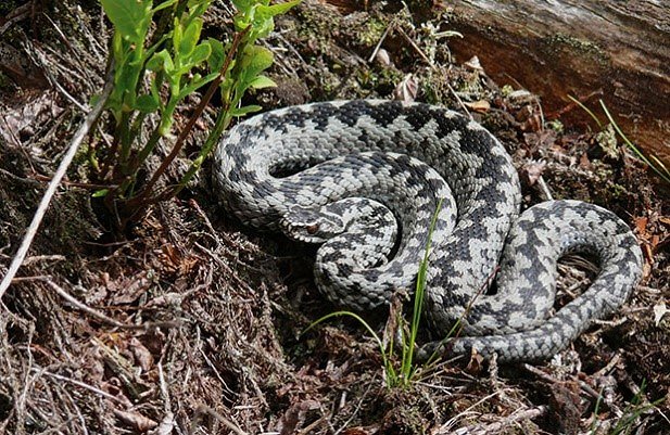 Povečuje se število napadov strupenih kač na ljudi. Kaj storiti v primeru, da nas ugrizne strupena kača?