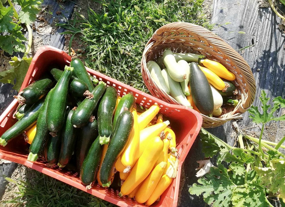 Začenja se popis škode v kmetijstvu po neurjih v letošnjem letu